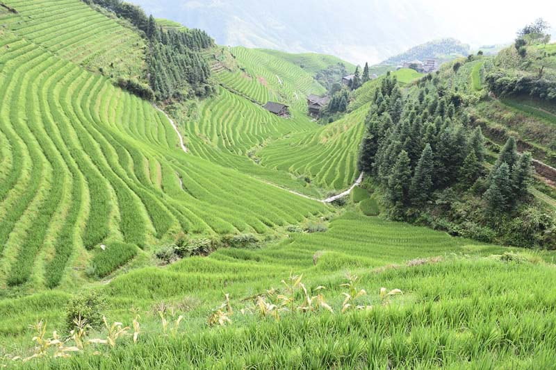 تصویری از تپه‌های سرسبز و درختان در روستای پینگان چین