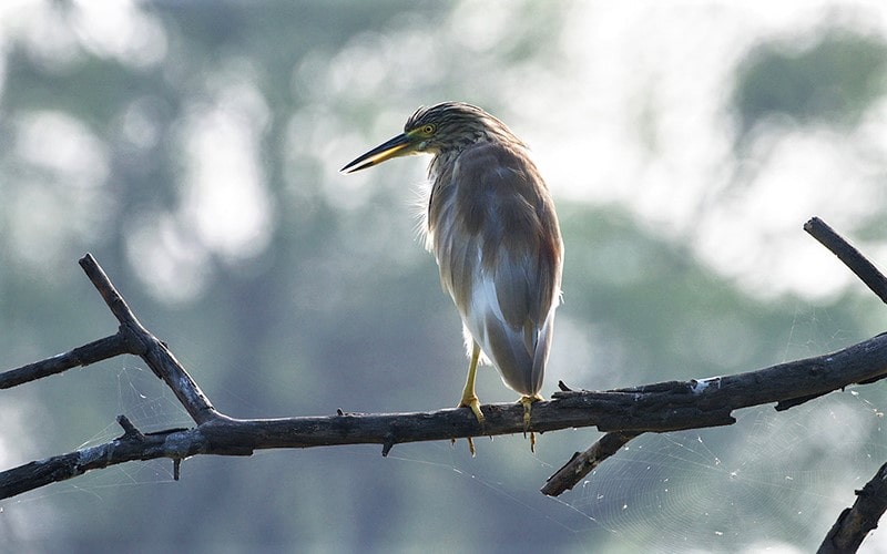 پرنده‌ای کوچک در پارک ملی کلادو در هند، منبع عکس: behance.net، عکاس: Don Davies