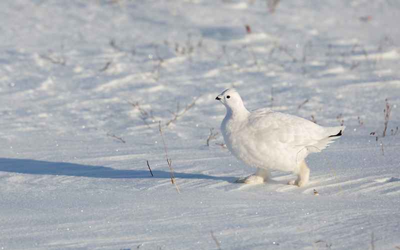 پرنده سفید روی برف