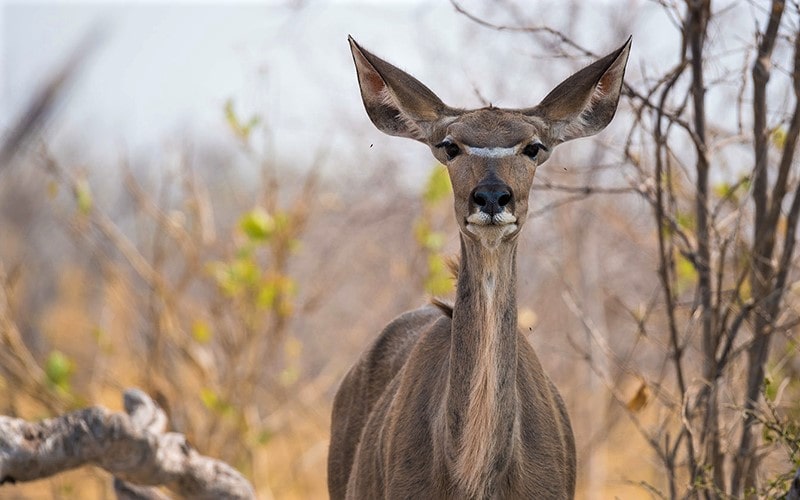 حیوانی در حیات وحش بوتسوانا