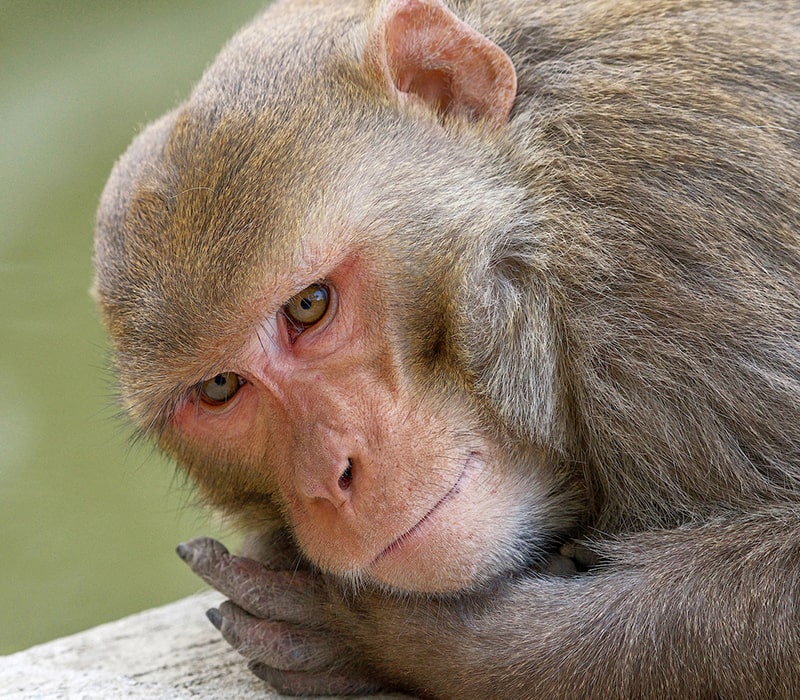 پرتره یک میمون در پارک ملی کلادو در هند، منبع عکس: behance.net، عکاس: Don Davies