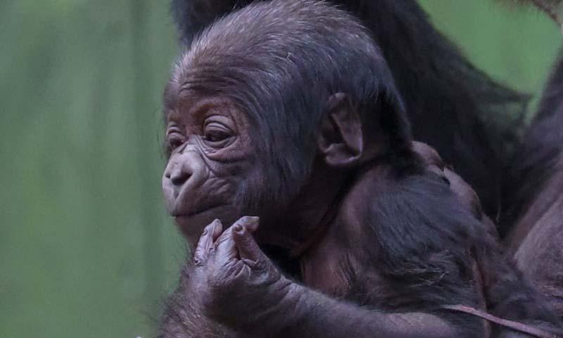 استقبال از دومین نوزاد گوریل در معرض خطر انقراض در باغ وحش لندن، کمتر از یک ماه پس از ورود اولین بچه گوریل
