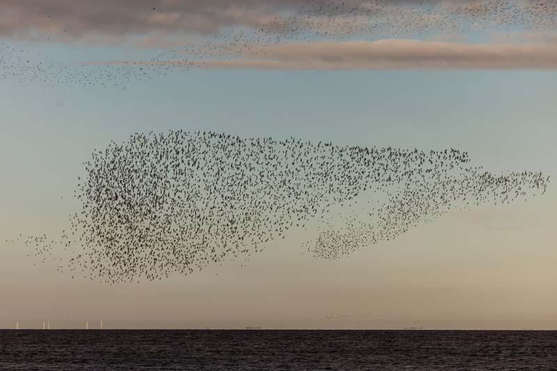 هزاران پرنده در حال  پرواز در نورفولک (Norfolk)، انگلستان