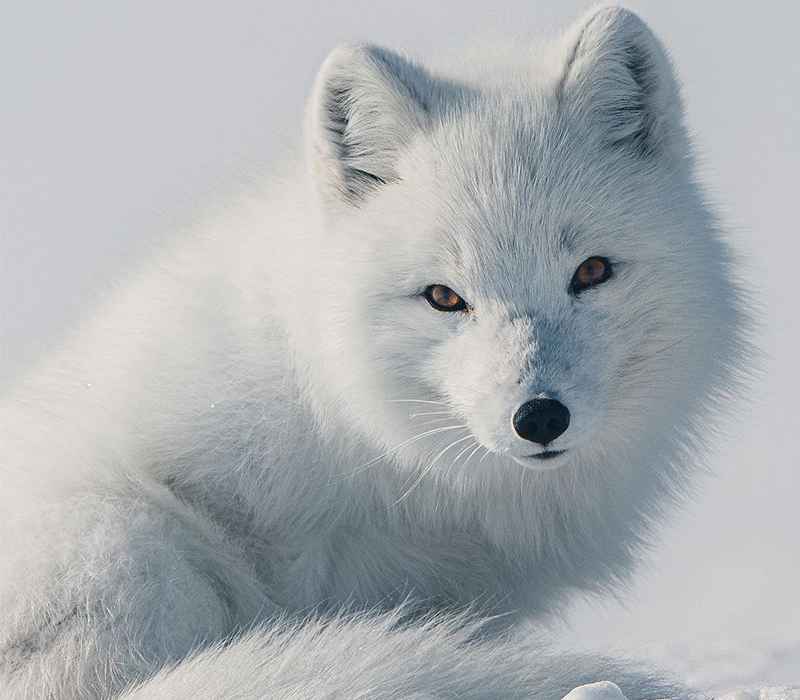 روباه قطبی از نمای نزدیک
