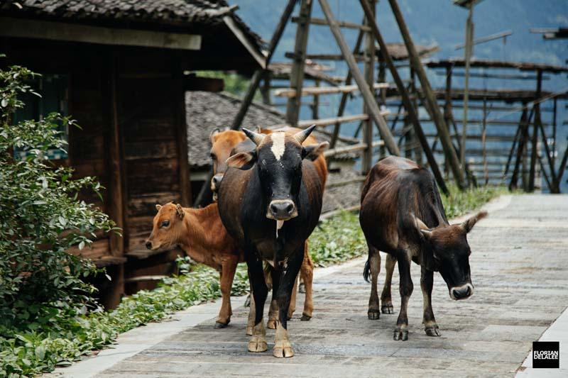 سه گاو در روستای چینی 