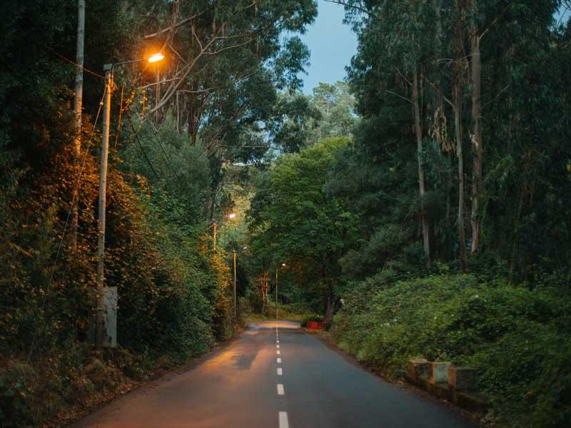 جاده ای سبز در میان جنگل در جزیره مادیرا در پرتغال