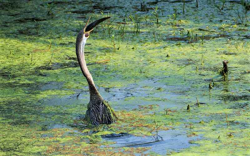 پرنده‌ای در حال خوردن ماهی در پارک ملی کلادو در هند، منبع عکس: behance.net، عکاس: Don Davies