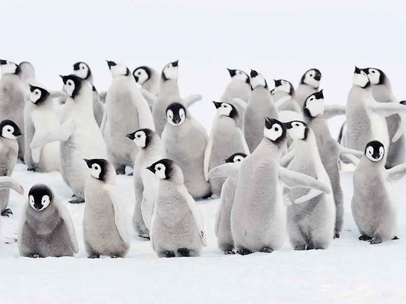 تعداد زیادی بچه پنگوئن در جنوبگان
