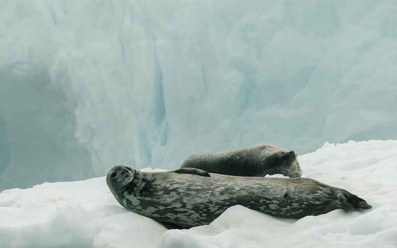 استراحت فک روی برف‌های جنوبگان