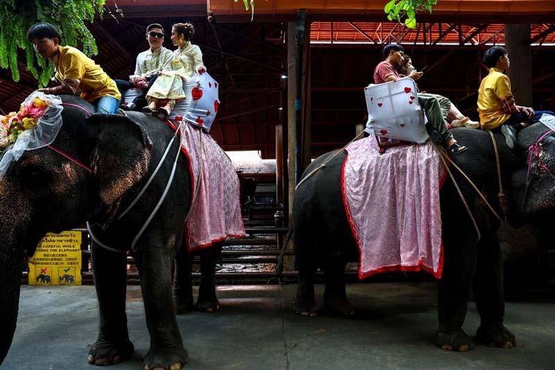 زوجهایی سوار بر فیل در زوج‌ها در طول جشن روز ولنتاین، در باغی در تایلند