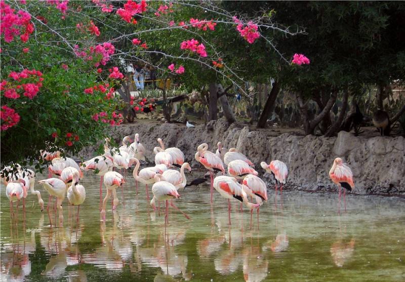 باغ پرندگان؛ منبع عکس: گوگل‌مپ؛ عکاس: Hadi SG