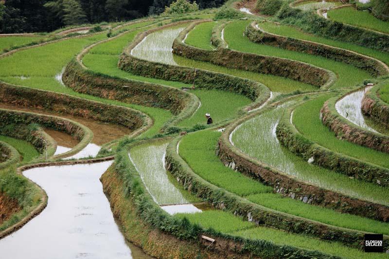 تراس‌های سبز برنج به شکل پلکانی