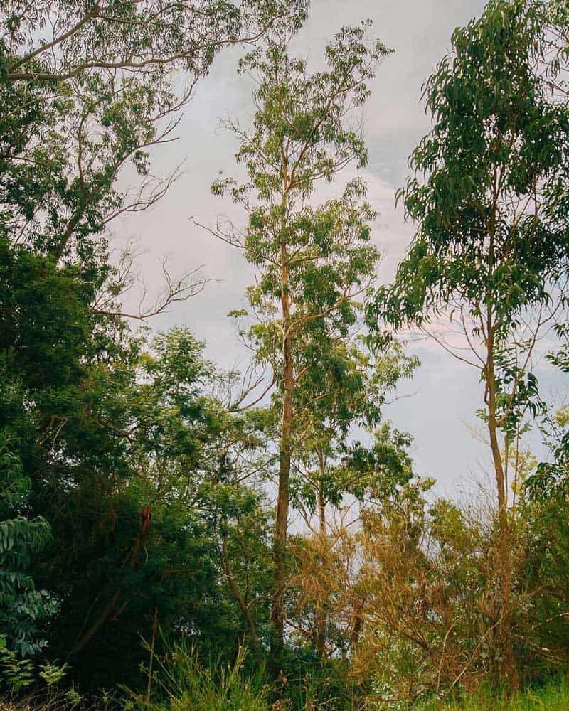 درختان جنگلی سبز در جزیره مادیرا در پرتغال