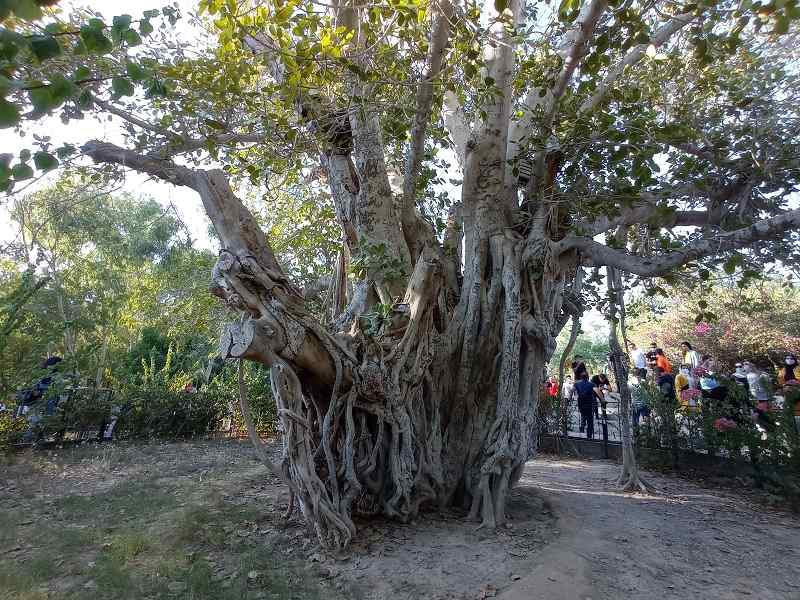 درخت ۶۰۰ ساله دره پرتغالی ها؛ منبع عکس: گوگل‌مپ؛ عکاس: dara shojaei 