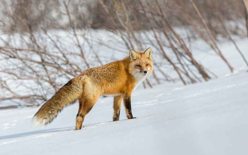 روباه در هوای برفی قطب شمال