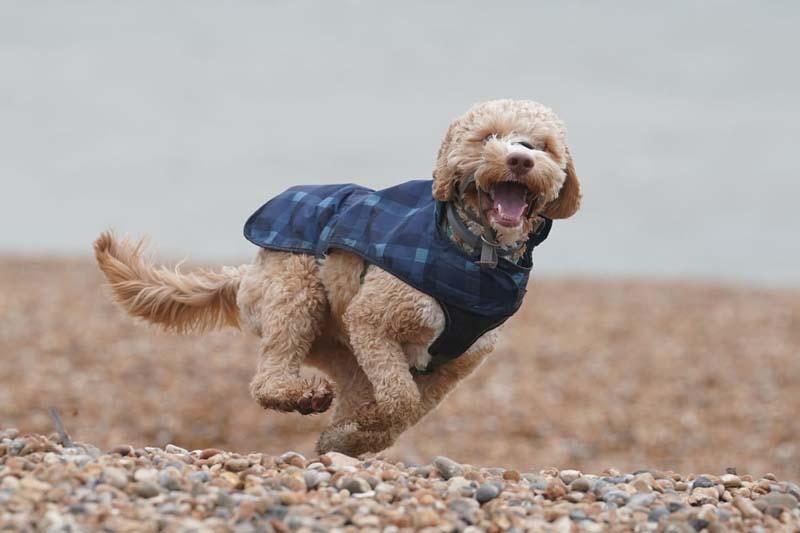 بازی و پرش سگی با لباس آبی در ساحلی در انگلستان