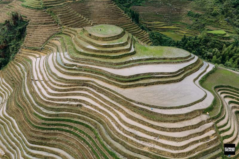 عکس تراس‌های برنج چین از بالا