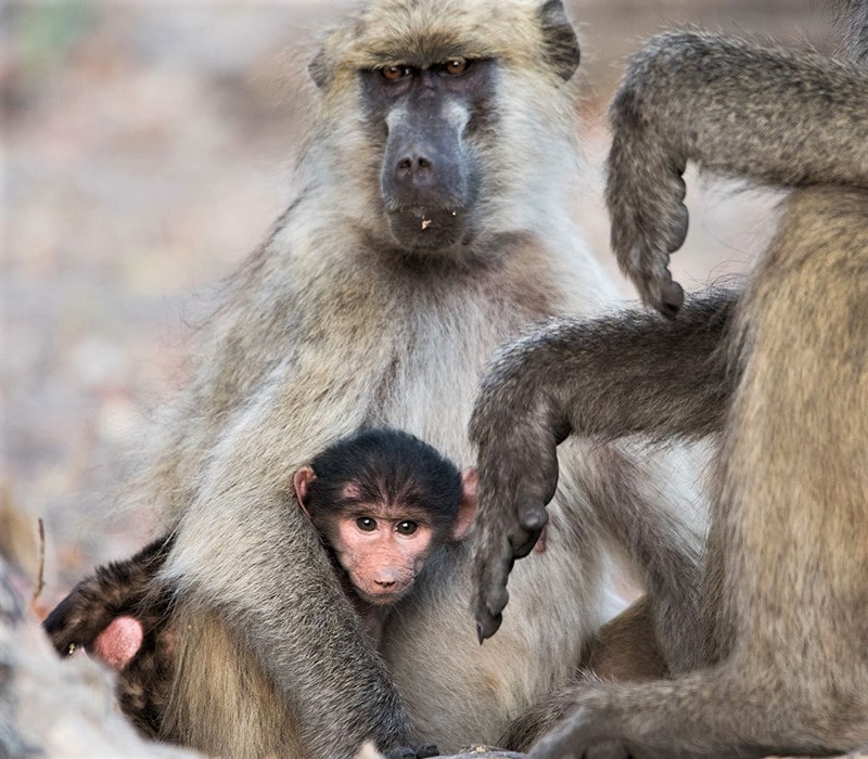 بچه میمون و والدینش
