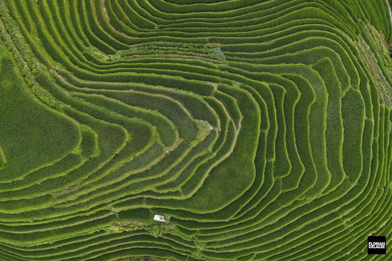 عکس هوایی از مزارع سبز پینگان