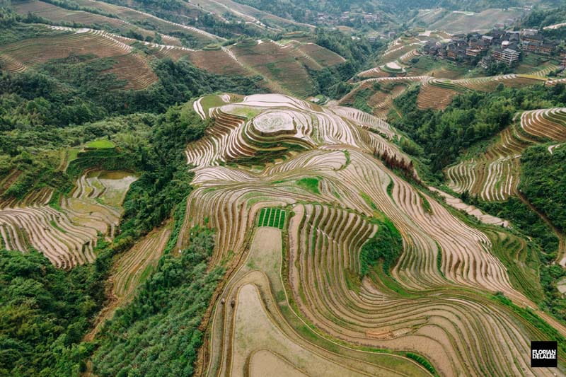 تپه‌های تراس برنج از نمای بالا در کشور چین
