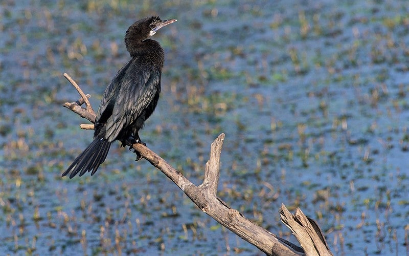 پرنده‌ای سیاه در پارک ملی کلادو در هند، منبع عکس: behance.net، عکاس: Don Davies