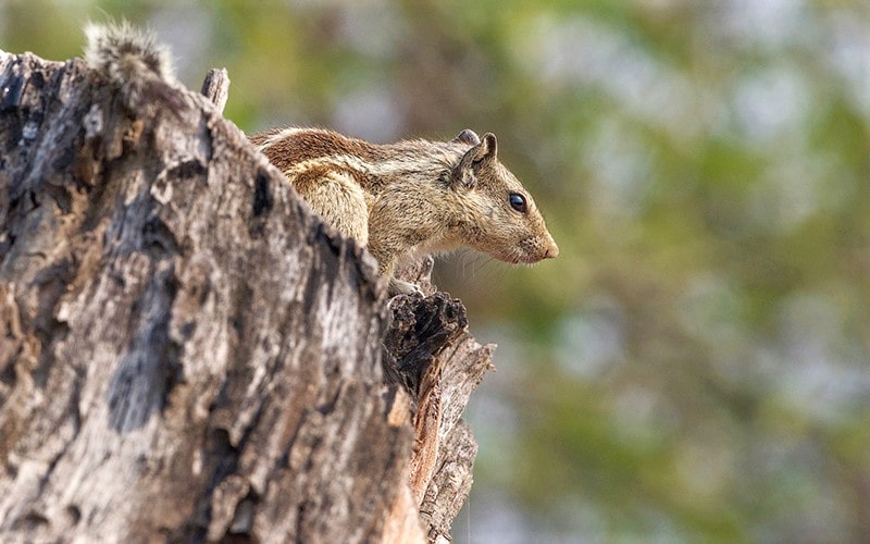 سنجاب روی تنه درختی در پارک ملی کلادو در هند، منبع عکس: behance.net، عکاس: Don Davies