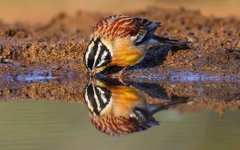 پرنده کوچکی در حال آب خوردن