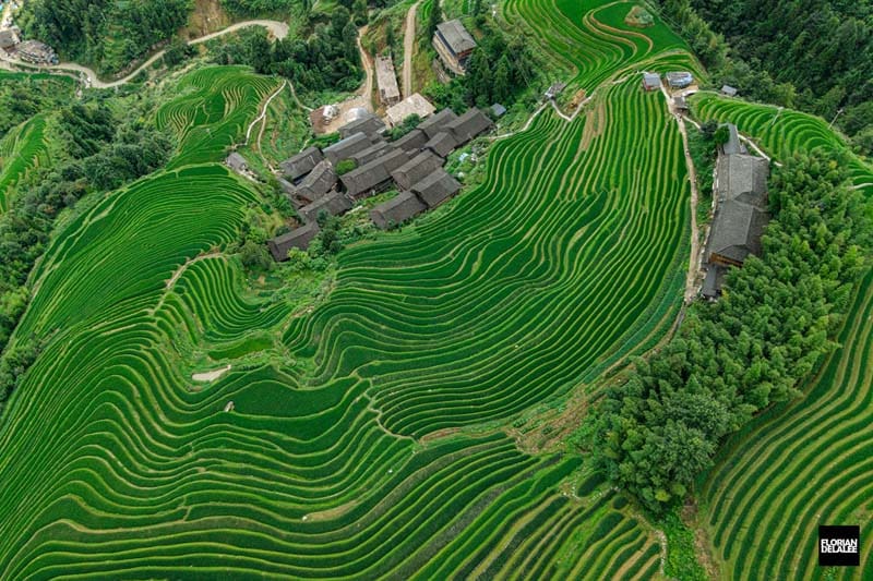 سرسبزی مزارع پینگان چین از نمای بالا