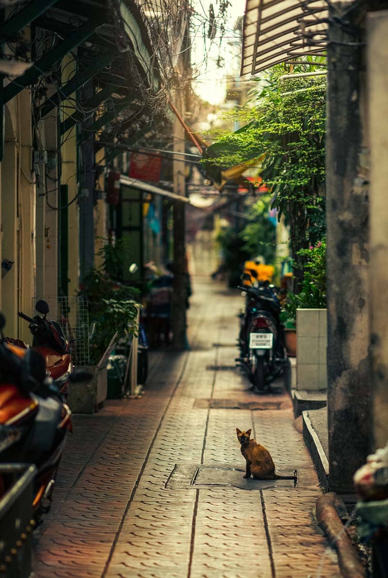 گربه ای نشسته در کوچه‌ای سبز در بانکوک