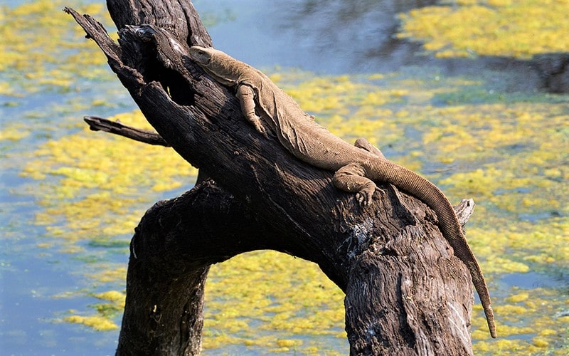سوسمار روی درختی در پارک ملی کلادو در هند، منبع عکس: behance.net، عکاس: Don Davies