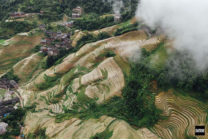تراس برنج دهکده چینی در میان مه