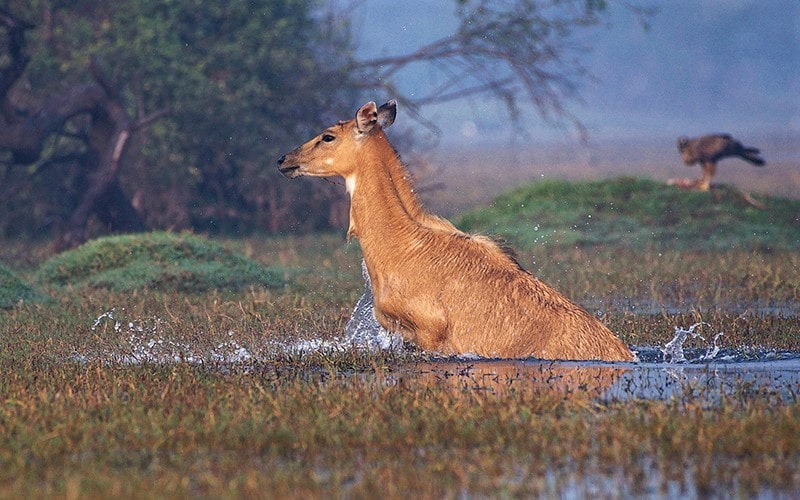حیوانی در تالابی در پارک ملی کلادو در هند، منبع عکس: behance.net، عکاس: Don Davies