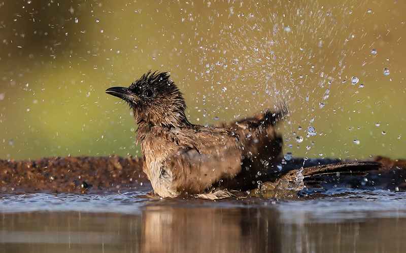 پرنده کوچک در حال آب بازی