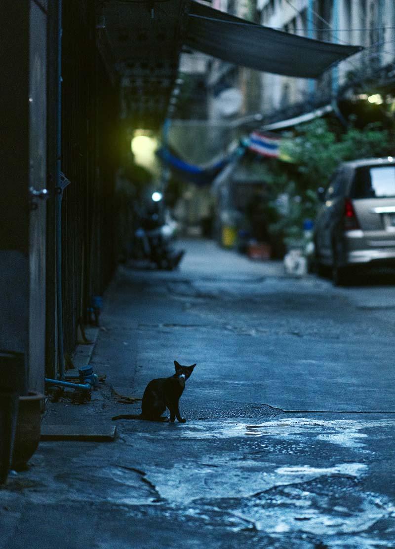 گربه سیاهی نشسته در خیابانی در بانکوک