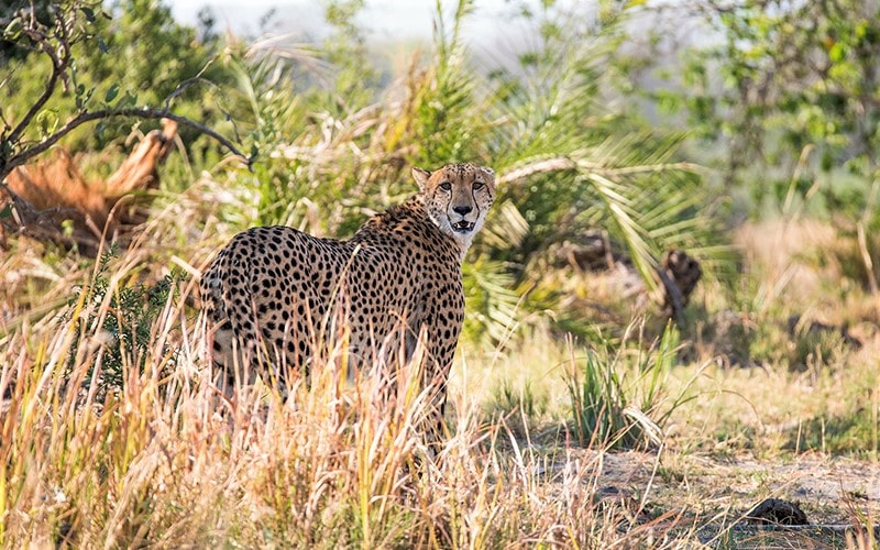 یوزپلنگ در طبیعت سرسبز بوتسوانا