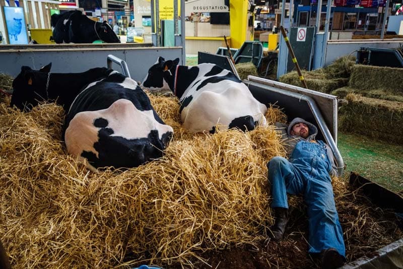  استراحت یک کشاورز در کنار گاوها در آستانه افتتاح نمایشگاه بین المللی کشاورزی در پاریس