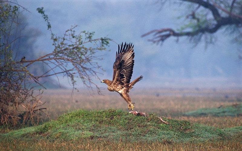 عقاب آماده پرواز در پارک ملی کلادو در هند، منبع عکس: behance.net، عکاس: Don Davies
