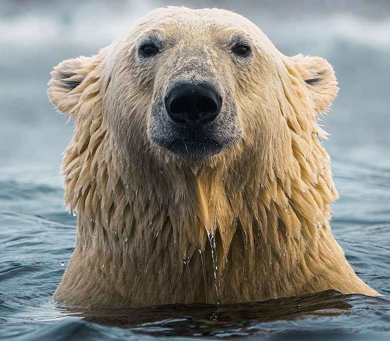 خرس قطبی در حال شنا