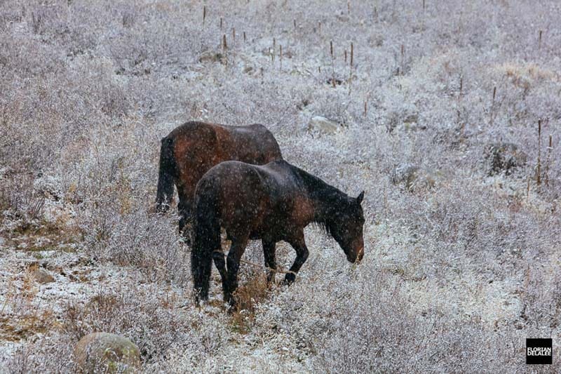 دو اسب در طبیعت برفی روستای همو در چین
