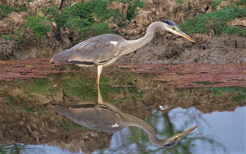 انعکاس تصویر پرنده در آب در پارک ملی کلادو در هند، منبع عکس: behance.net، عکاس: Don Davies