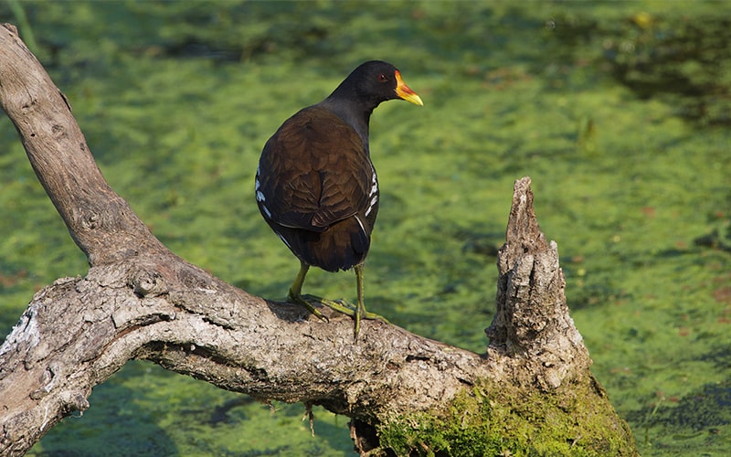 پرنده سیاه رنگ در پارک ملی کلادو در هند، منبع عکس: behance.net، عکاس: Don Davies