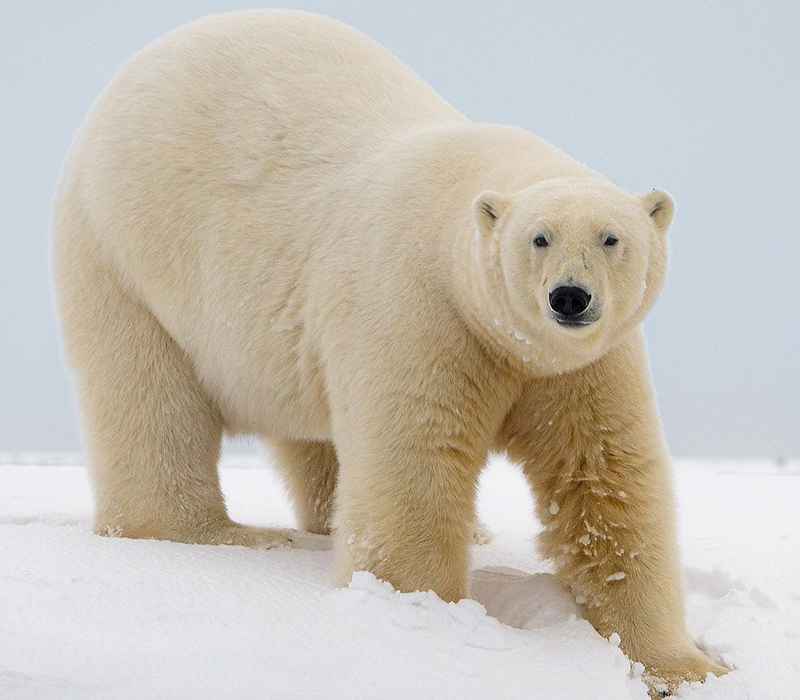 خرس قطبی در حال تماشای دوربین عکاسی