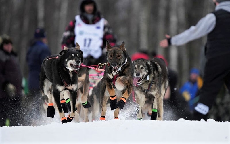 مسابقه سگ ها در هوای برفی