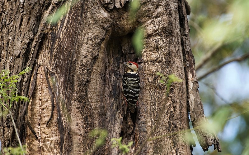 پرنده‌ای روی تنه درخت در پارک ملی جیم کوربت، منبع عکس: behance.net، عکاس: Don Davies