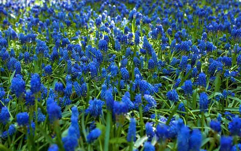 گل‌های آبی رنگ در باغ کوکنهوف، منبع عکس: behance.net، عکاس: Kateryna Mostova