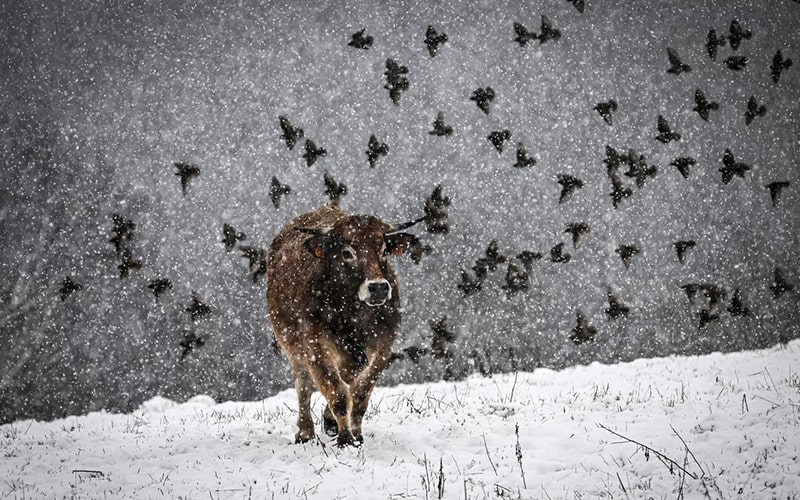 چندین پرنده و یک گاو در هوای برفی