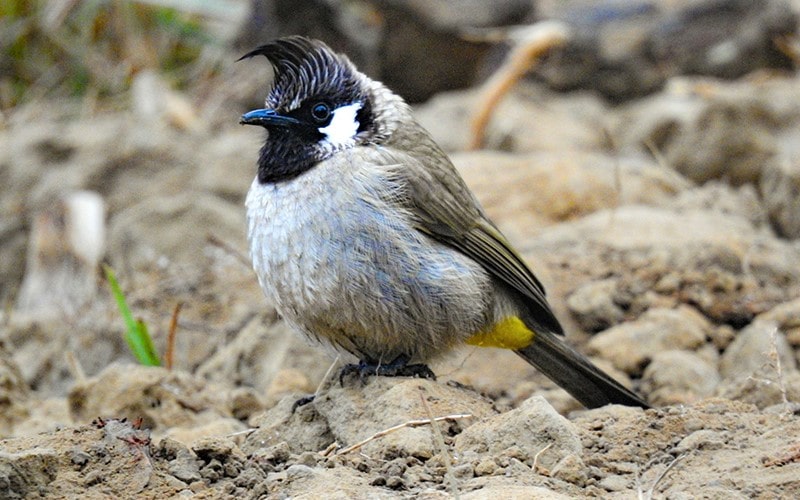 پرنده‌ای کوچک در پارک ملی جیم کوربت، منبع عکس: unsplash.com، عکاس: Gaurav Patil