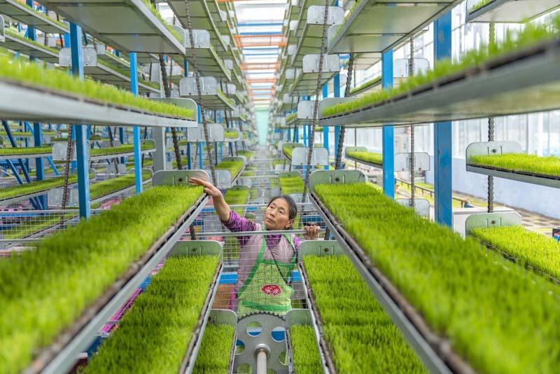 بررسی رشد نهال برنج در پایگاه هوشمند پرورش نهال در چین