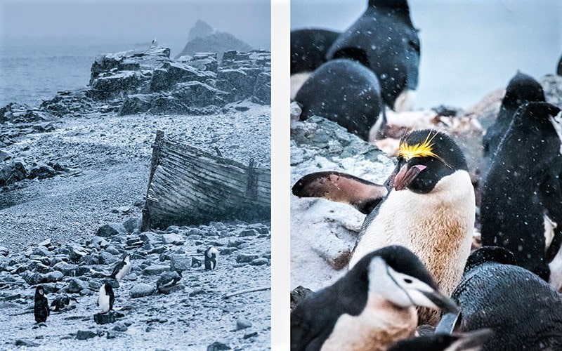 پنگوئن‌ها در هوای برفی جنوبگان، منبع عکس: northlandscapes.com، عکاس: Jan Erik Waider
