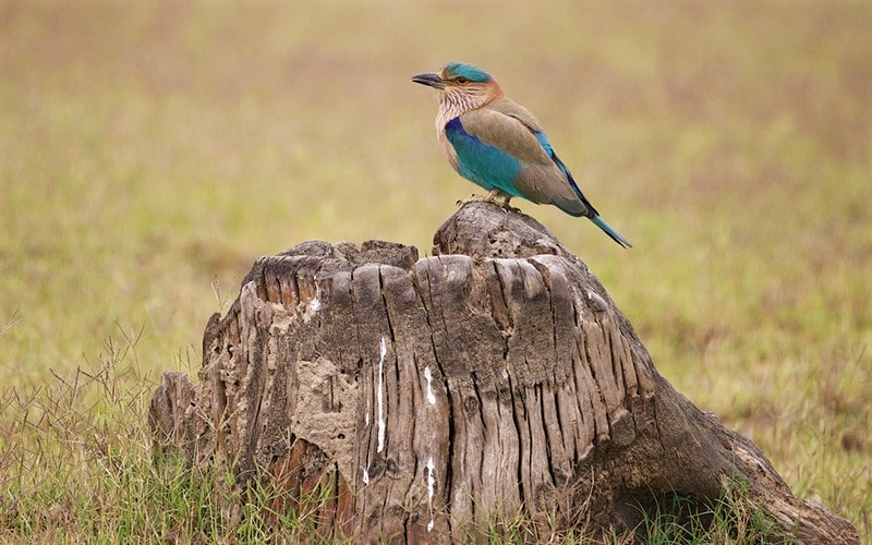 پرنده‌ای با پرهای رنگی در پارک ملی جیم کوربت، منبع عکس: behance.net، عکاس: Don Davies